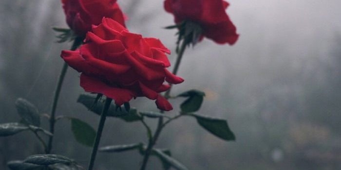 700x1244 Aesthetic Rose Wallpapers - Top Free Aesthetic Rose Backgrounds