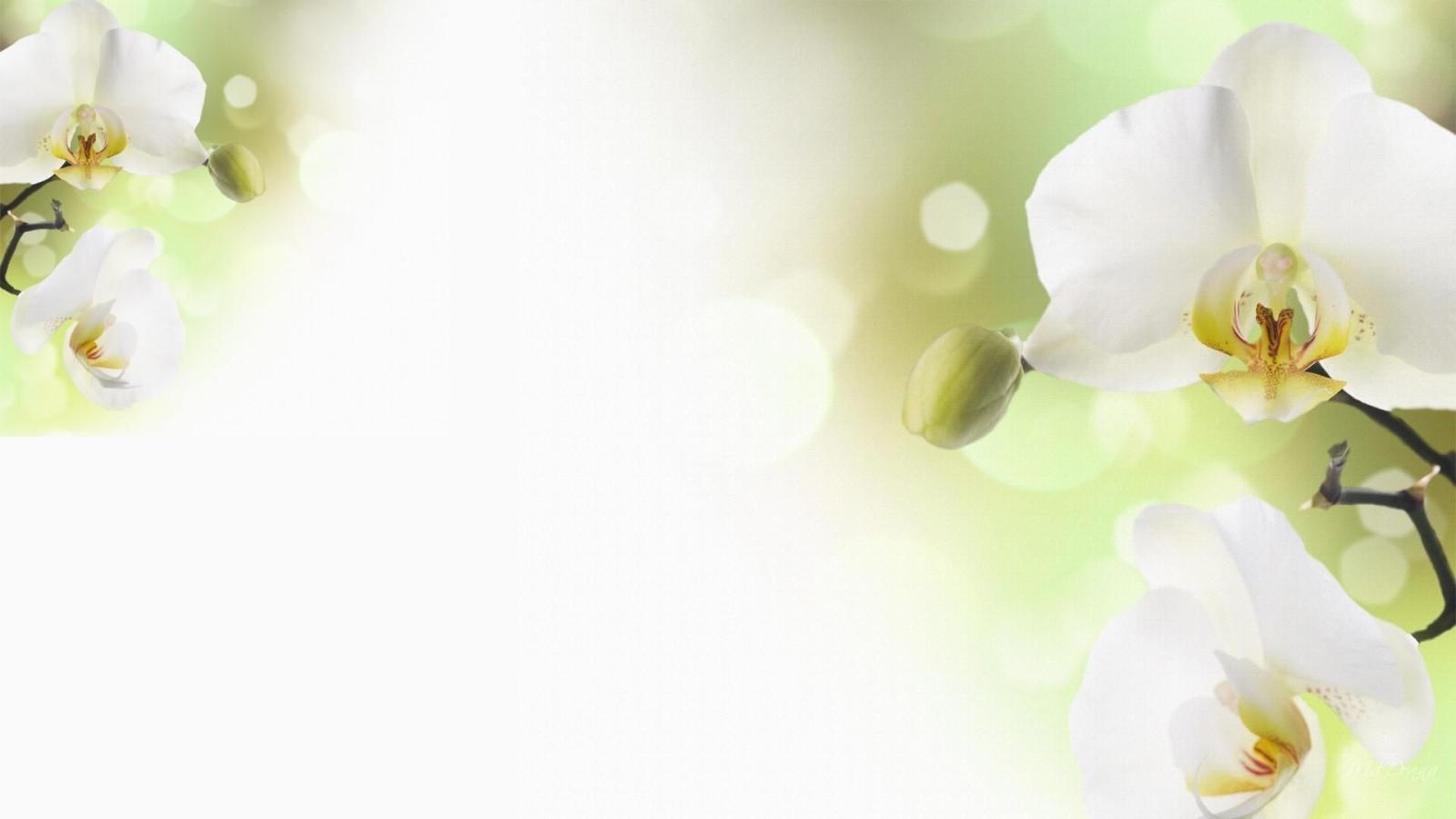 1920x1080 56+ White Orchid Wallpapers on WallpaperPlay