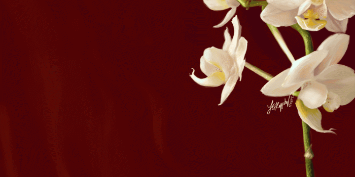 1024x768 Daily Doodle Orchid Wallpaper by mynti