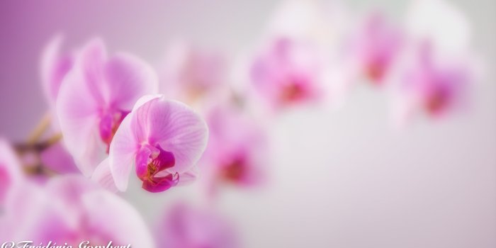 5572x3071 Pink orchid in macroshot HD wallpaper | Wallpaper Flare