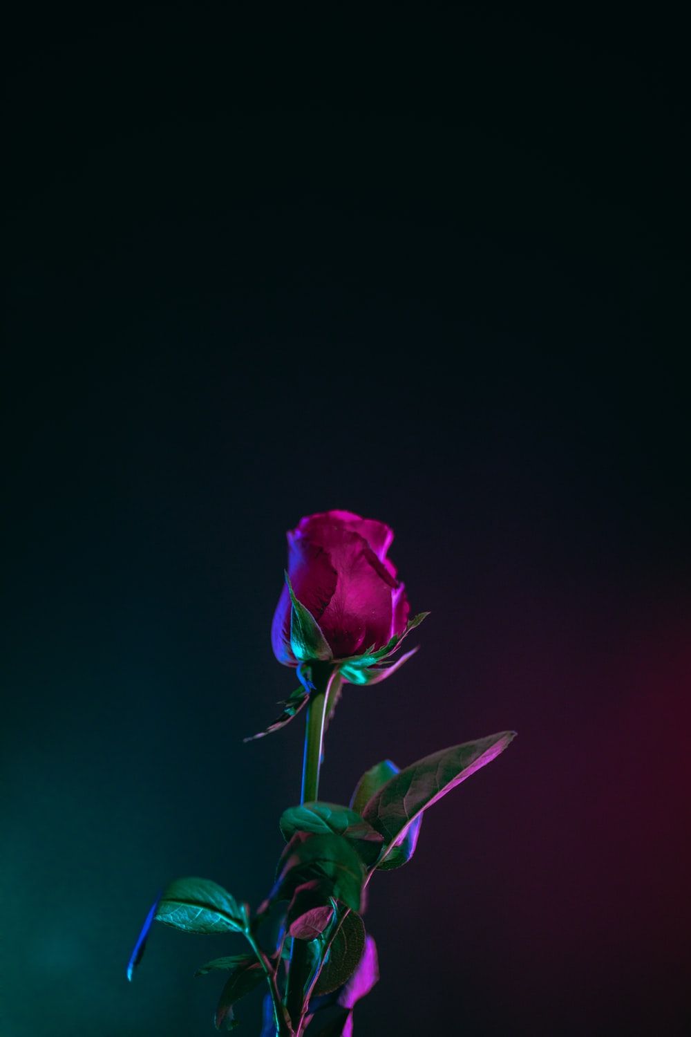 1000x1500 Rose Pictures [HD] | Download Free Images & Stock Photos on Unsplash