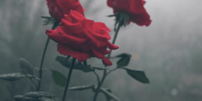 1024x1813 freetoedit thrasher roses wallpaper...