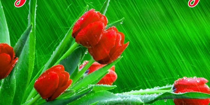 1486x1162 235+ Beautiful 3d Good Morning Images Photo Pics HD For FB