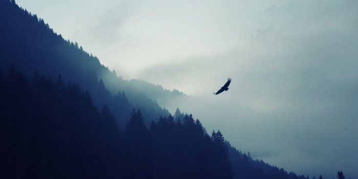3840x2160 Mountain Forest Fog Valley Eagle 4K Ultra HD Desktop Wallpaper