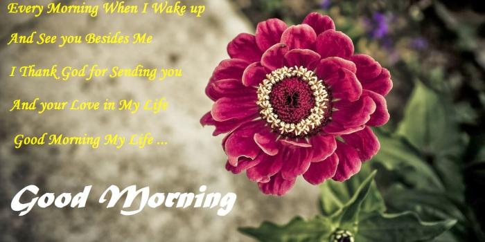 1600x1000 Good Morning images with Flowers – Gud morning flowers | goodmorning