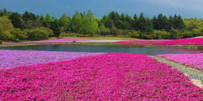 768x1365 Mt Fuji, Japan | Smart Phone Wallpaper and Lock Screens | Smartphone