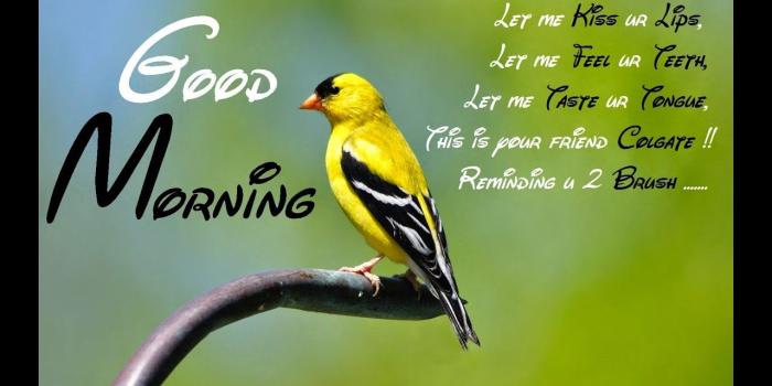 1280x720 Good Morning Whatsapp Video Clip, Pics, Msg, Wallpaper, - Good