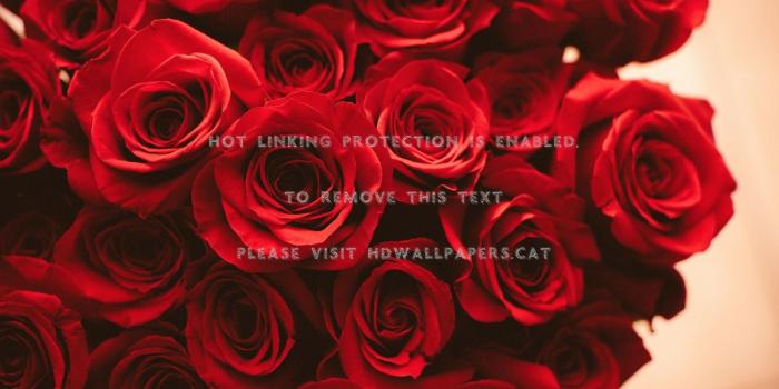 1920x1052 Red Roses Bouquet Petals Flowers Wallpaper - Rose Aesthetic