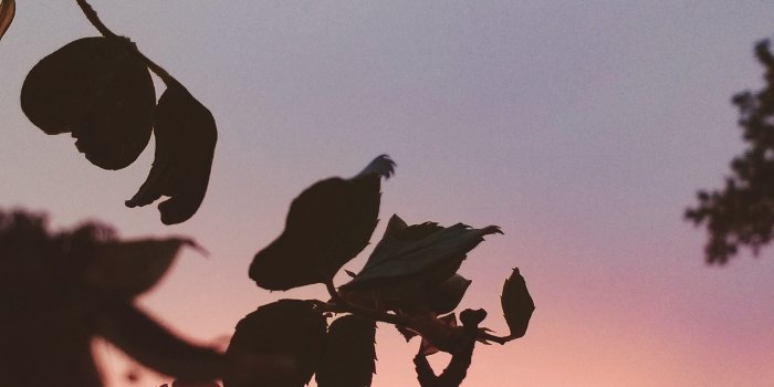 2340x4160 Free stock photo of flower wallpaper, tumblr wallpaper