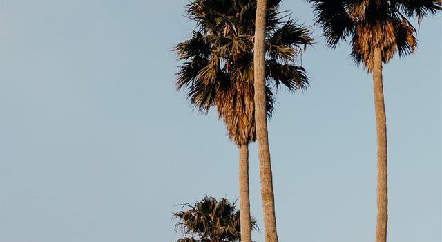 640x1385 Palms from Santa Cruz iPhone X Wallpapers Free Download