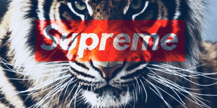 1024x1536 Supreme x tiger wallpaper supreme supremesticker tiger...