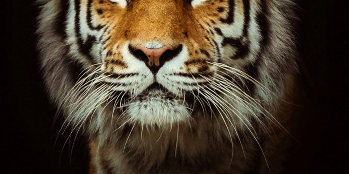 1080x1920 Tiger Wallpapers - Tiger Hd Wallpaper Iphone Free Wallpaper