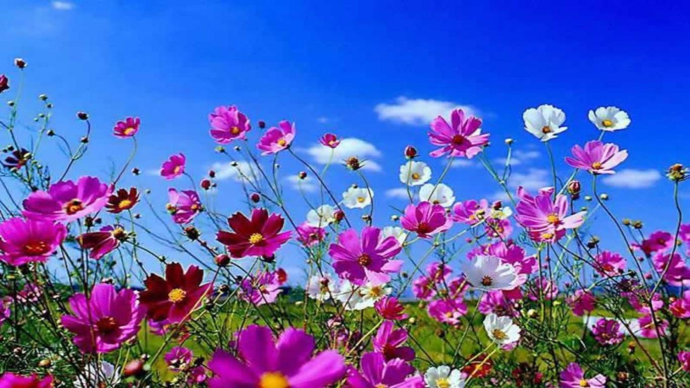 1366x768 Free Desktop Wallpapers Spring Scenes