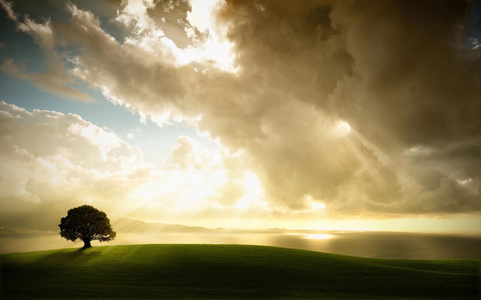 2560x1600 Lonely Tree Beautiful Sunshine #2227 Wallpapers and Free Stock