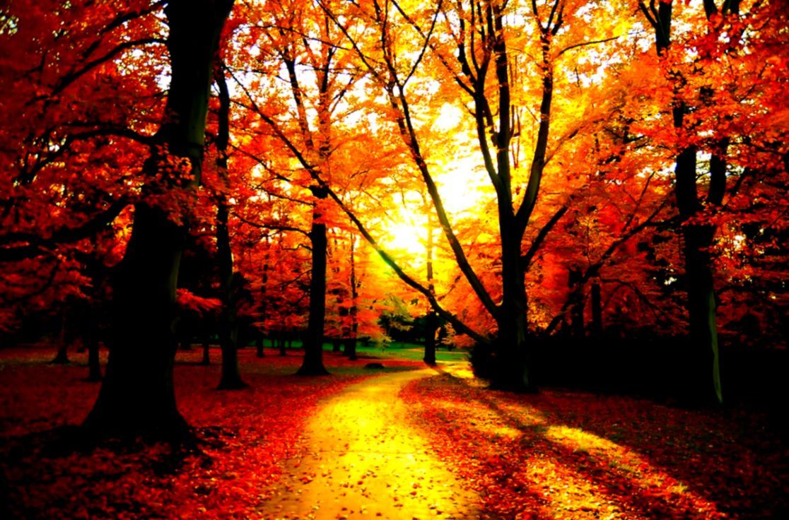 1116x736 Beauty Sunshine At Forest Wallpaper | Wallpapers Sinaga