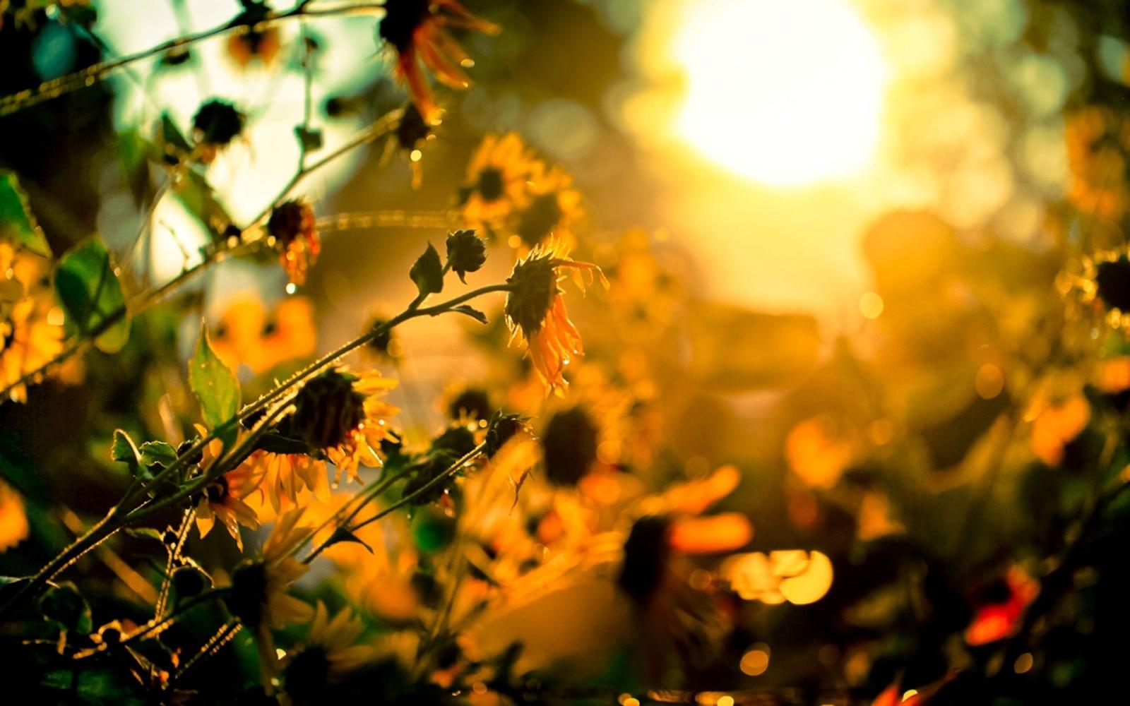 1920x1200 Lovely Sunshine wallpaper | 1920x1200 | #27247