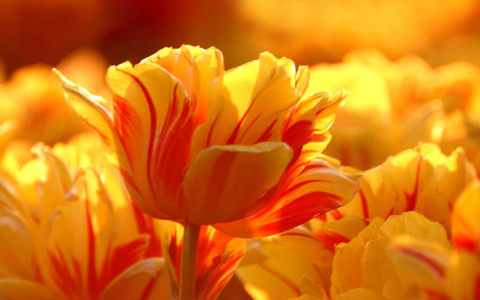 1920x1200 55+ Sunshine and Flowers Wallpapers - Download at WallpaperBro