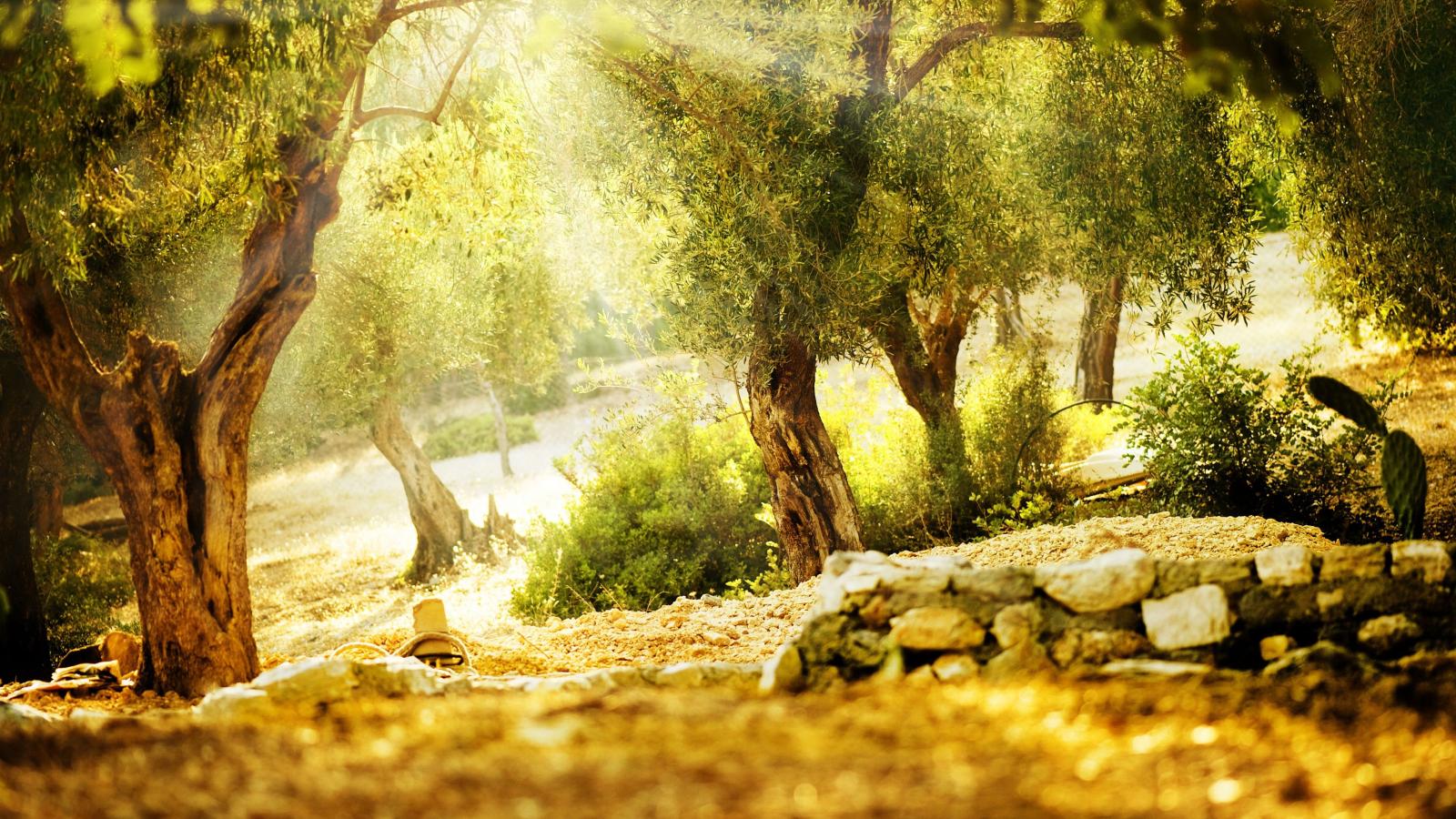 3840x2160 Wallpaper Beautiful summer, trees, sunshine 3840x2160 UHD 4K Picture