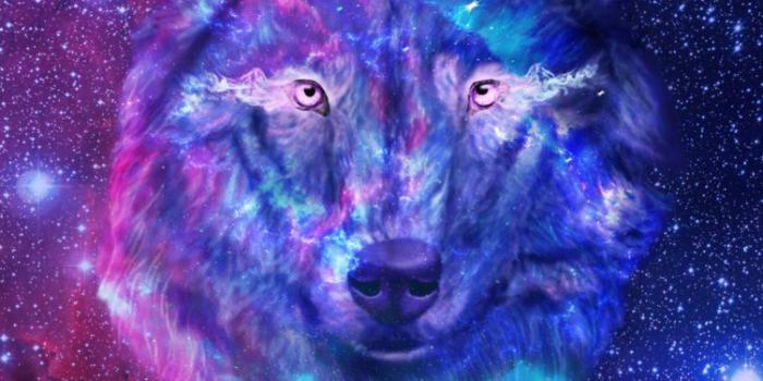 752x1063 Galaxy Wolf Wallpapers