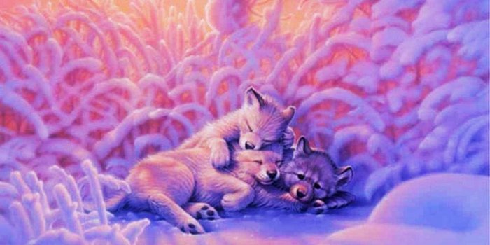 1920x1080 Purple Wolf Wallpaper - (46+) Group Wallpapers