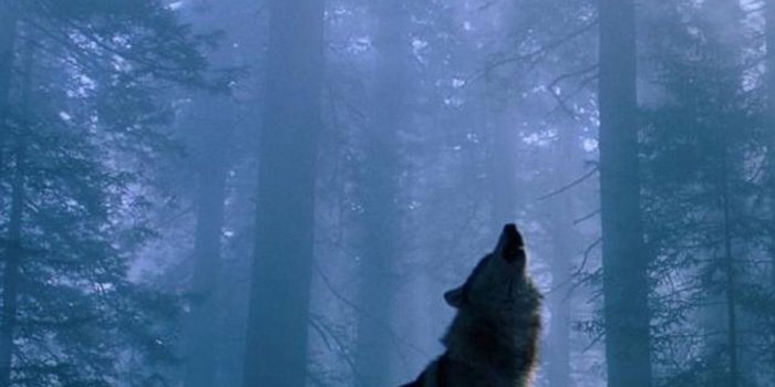 1440x2560 1440x2560 Wolf Natural Lock Screen 1440x2560 Samsung Galaxy Note 4