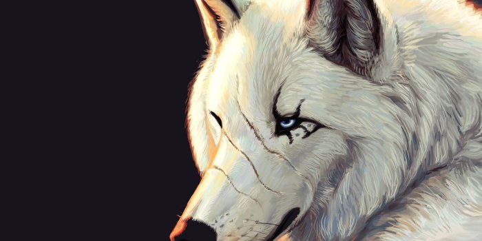 1920x1080 991 Wolf HD Wallpapers | Background Images