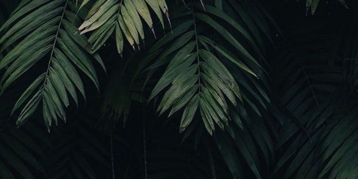 736x1308 Top 25 iPhone Wallpapers of 2018 | Preppy Wallpapers