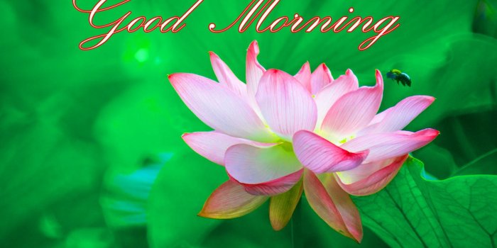 1600x1017 Latest Good Morning Images Wallpaper Photo Pics HD Download For