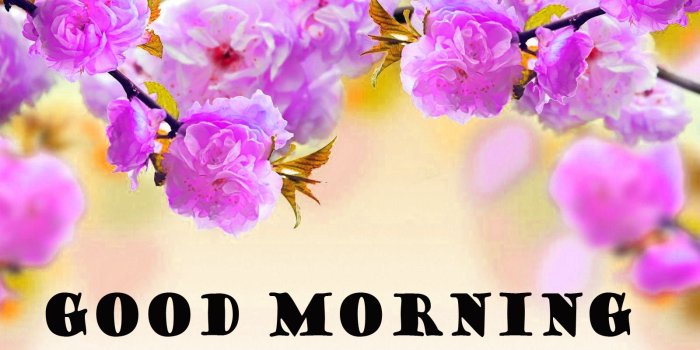 1600x900 177+ Good Morning Flowers Quotes Wishes Images Wallpaper Photos
