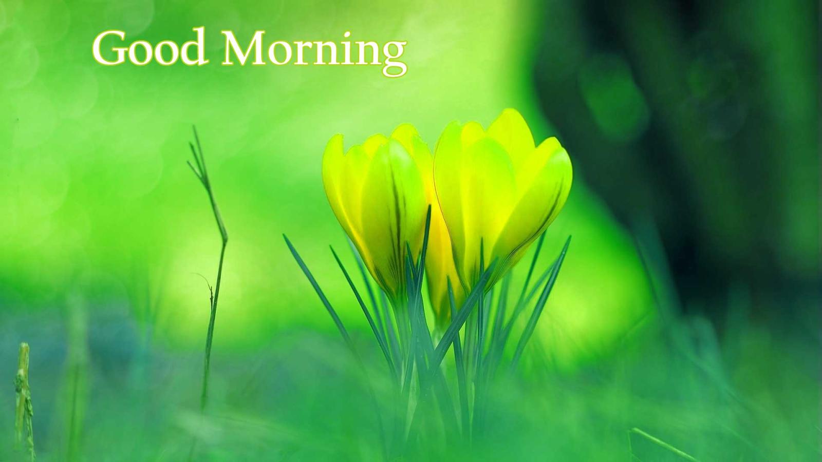 1920x1080 157+ Good Morning Flowers Images Photos Pics HD Download Here