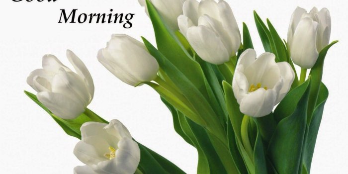1600x1002 Nds Pics Quote Wish Good Morning Flowers Sms For Facebook
