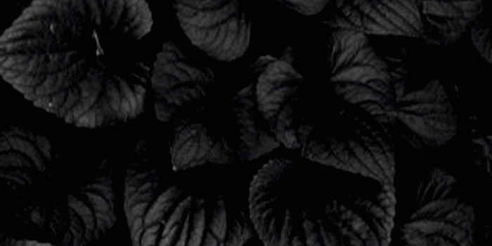 1440x2560 4K Black Wallpapers - Top Free 4K Black Backgrounds - WallpaperAccess