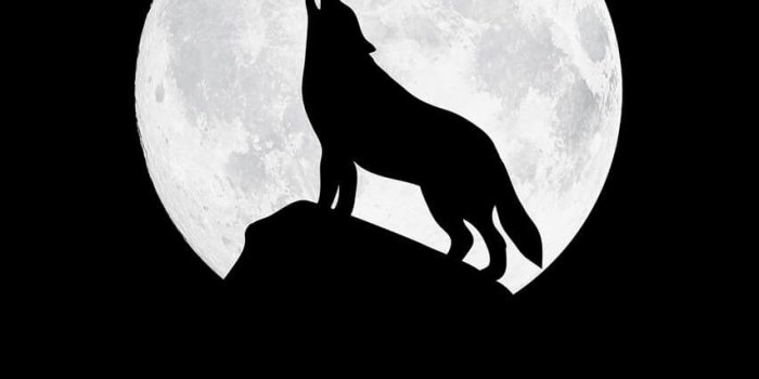 852x1608 Wolf Background, Black Wallpaper Iphone Dark, Minimalist - Wolf