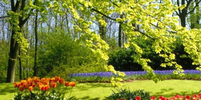 1440x2560 eleletsitz Tulip Garden Wallpaper Images | картинки in 2019