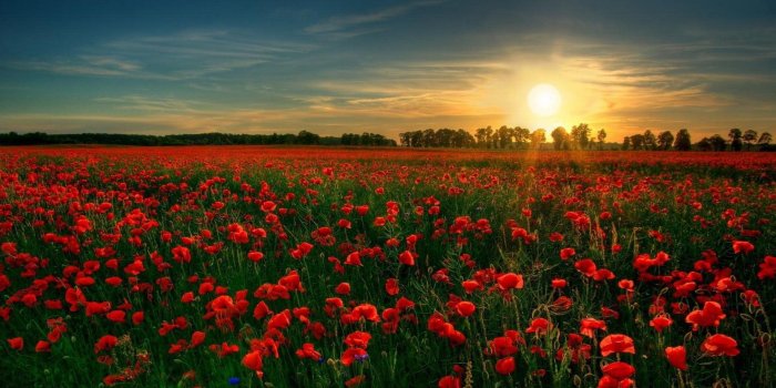 1920x1080 Red Flower Garden Wallpaper - Wallpaper Stream