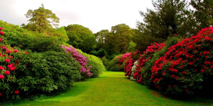 1280x720 Beautiful nature flowers garden images/wallpapers/whatsapp