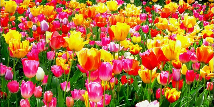 1920x1200 64+ Beautiful Garden Wallpapers on WallpaperPlay