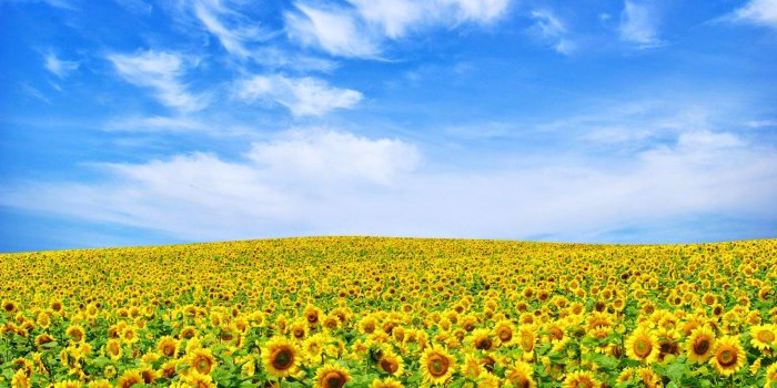 1600x1000 Download Wallpaper - Flower Landscape (#118977) - HD Wallpaper Download