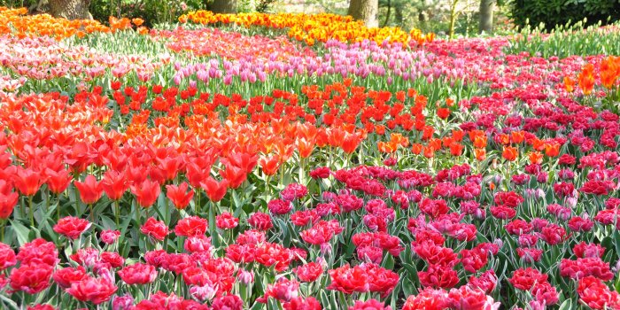 4288x2848 Flower Garden in Park 4k Ultra HD Wallpaper | Background Image