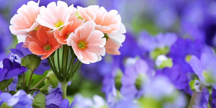 1824x1018 HD wallpaper download | Desktop hd flower wallpaper download free