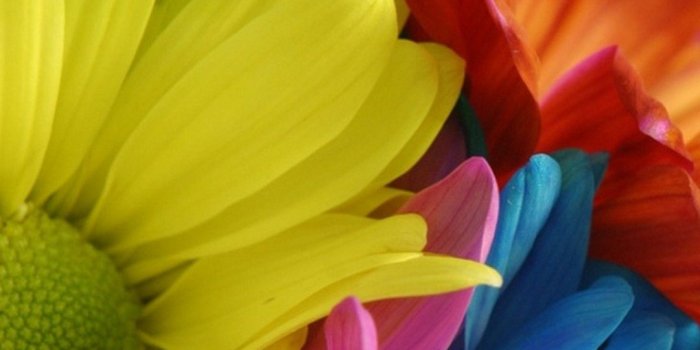 1080x1920 Flower HD Wallpapers For Mobile | Best HD Wallpapers