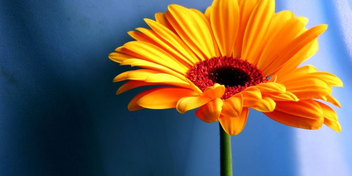 1920x1080 25 Free HD Flowers Wallpapers