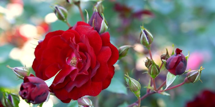 3982x2250 Free stock photo of beautiful flowers, HD wallpaper, nature park