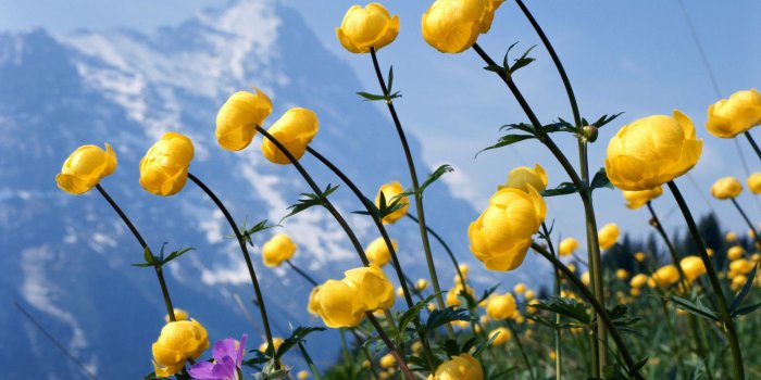 1920x1080 25 Free HD Flowers Wallpapers