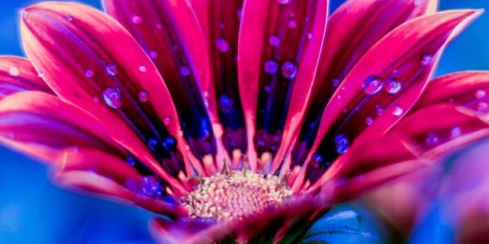 1080x1920 Amoled Flower HD iPhone Wallpaper | iPhone Wallpapers in 2019