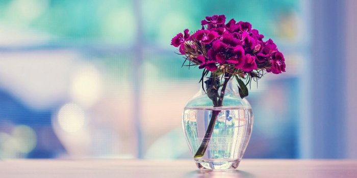 1920x1200 707 Flower HD Wallpapers | Background Images