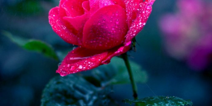 1315x1135 Plants Flowers Hd Wallpaper | Wallpapers Corner