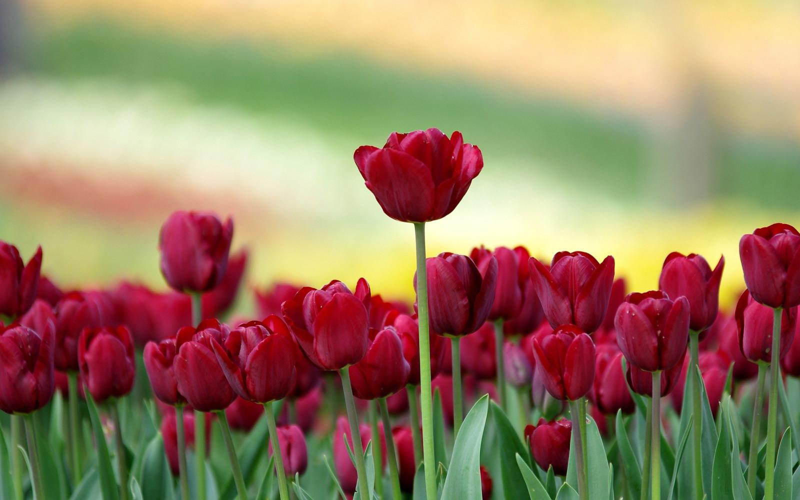 2560x1600 76+ Tulip Flower Wallpapers on WallpaperPlay