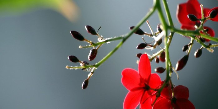 1600x1200 The Most Beautiful Flower HD Wallpaper [1600x1200] - Album on Imgur