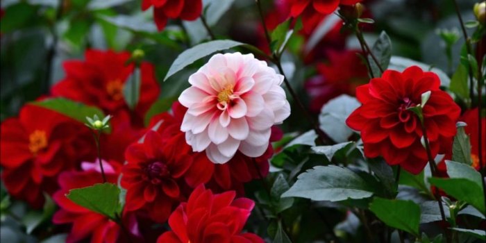 1280x720 Top 10 Dahlia Flowers HD Wallpapers in 1080p